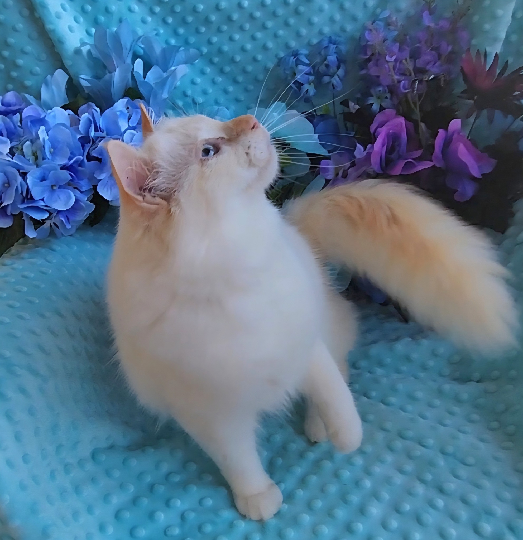 Birman Babies